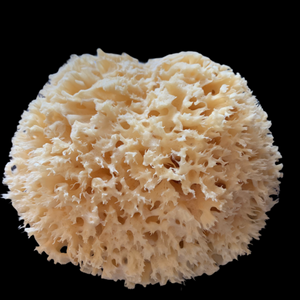 Natural Sea Sponge 17 to 18cm